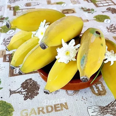 Torre Bella Gardens * Arco da Calheta (Madeira)