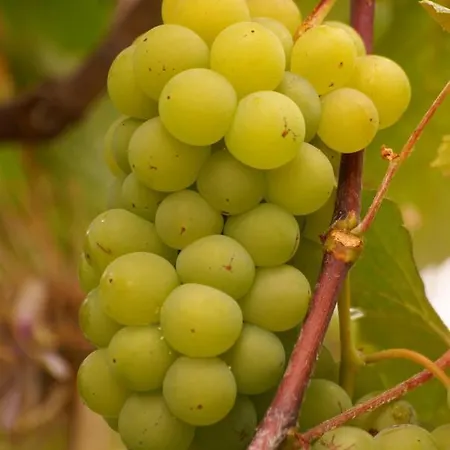 Torre Bella Gardens * Arco da Calheta (Madeira)