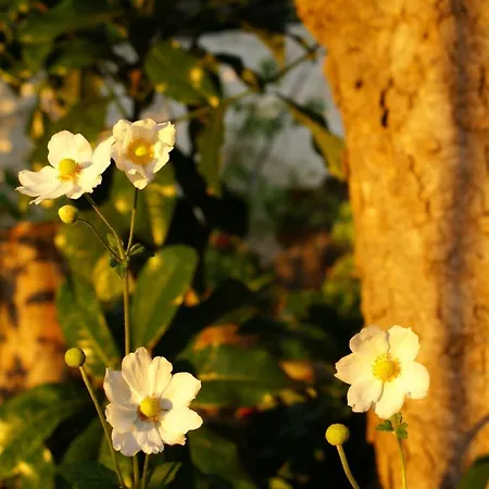 Torre Bella Gardens *