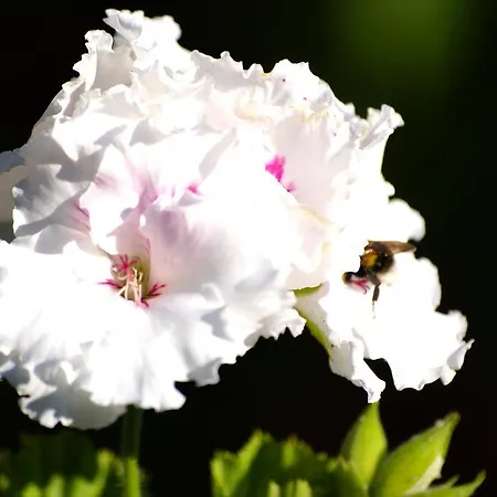 Torre Bella Gardens Arco da Calheta (Madeira)