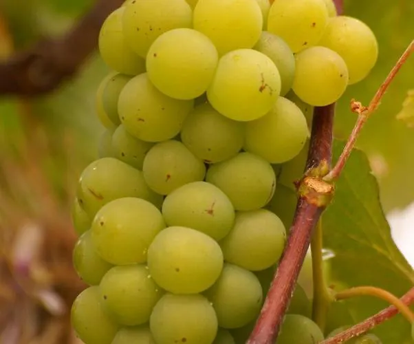 Torre Bella Gardens * أركو دا كالهيتا