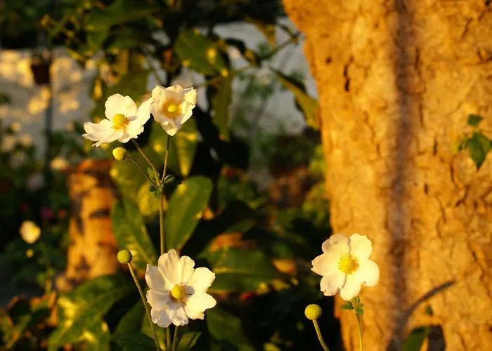 Torre Bella Gardens *