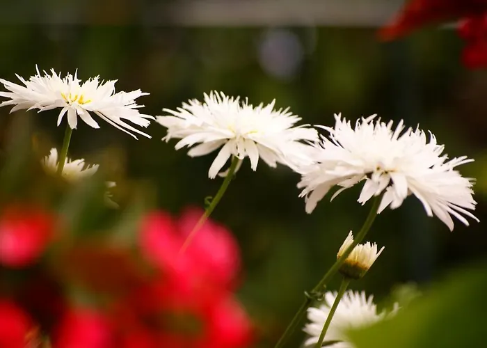 Torre Bella Gardens * أركو دا كالهيتا