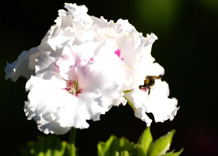 Torre Bella Gardens أركو دا كالهيتا