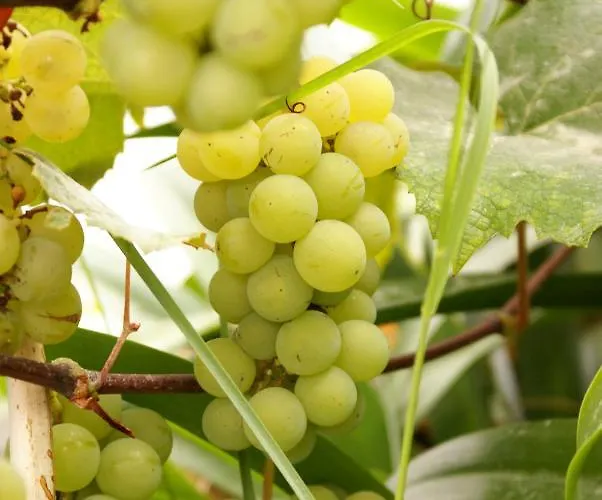 مزرعة للإقامة Torre Bella Gardens