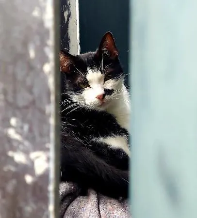 Torre Bella Gardens * Arco da Calheta (Madeira)