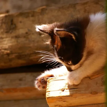 Feriegård Torre Bella Gardens *