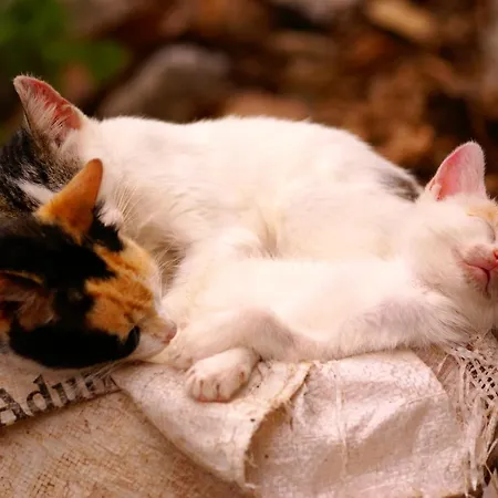 Torre Bella Gardens * 阿科达卡列塔
