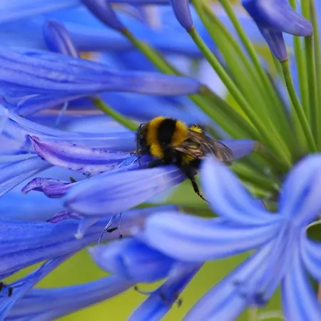 Torre Bella Gardens 农家乐 阿科达卡列塔