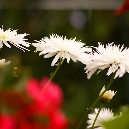 Torre Bella Gardens * 阿科达卡列塔