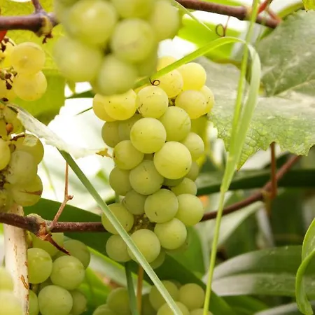 Feriegård Torre Bella Gardens