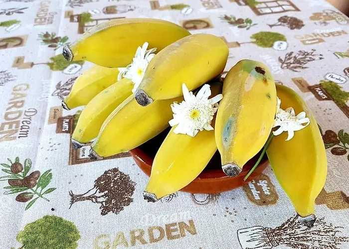 Torre Bella Gardens * Arco da Calheta (Madeira)