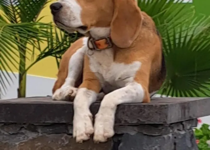 Torre Bella Gardens Farmház
