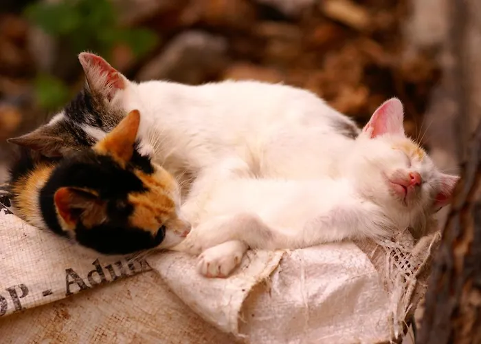 Torre Bella Gardens * Arco da Calheta