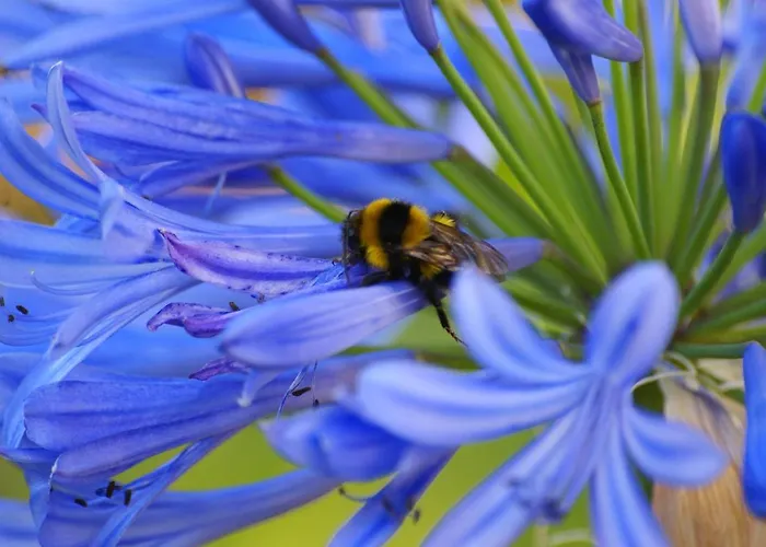 Torre Bella Gardens Alloggio per agriturismo Arco da Calheta (Madeira)